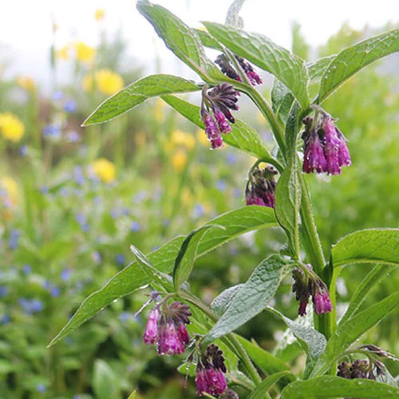 Valurt / Comfrey Urt Hilton Herbs