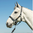 Stellar Headcollar (sikkerhets grime) Equilibrium