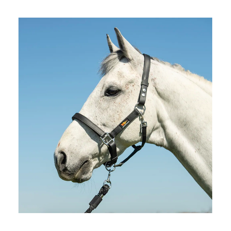 Stellar Headcollar (sikkerhets grime) Equilibrium