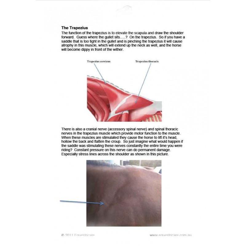 Saddle Assessment Guide Ebok