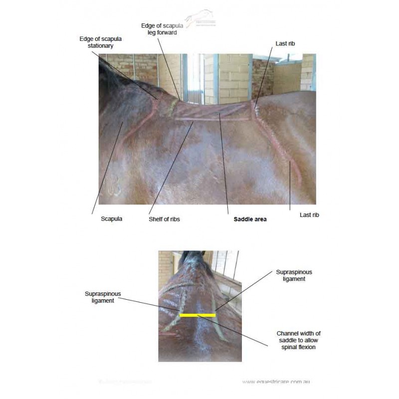 Saddle Assessment Guide Ebok