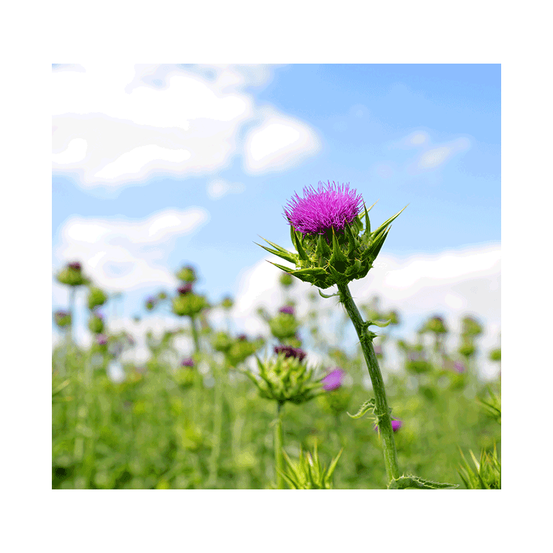 Mariatistel frø Hilton Herbs (Milkthistle)