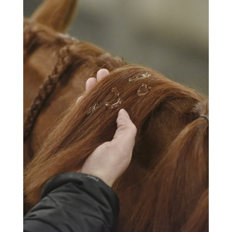 Super Plait Blue Hors